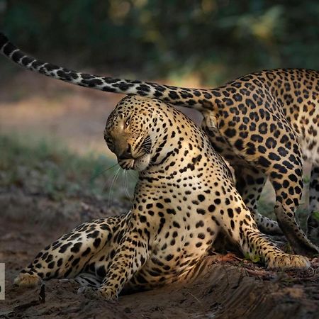 Wilpattu Wildhideaway 호텔 Galkadawala 외부 사진
